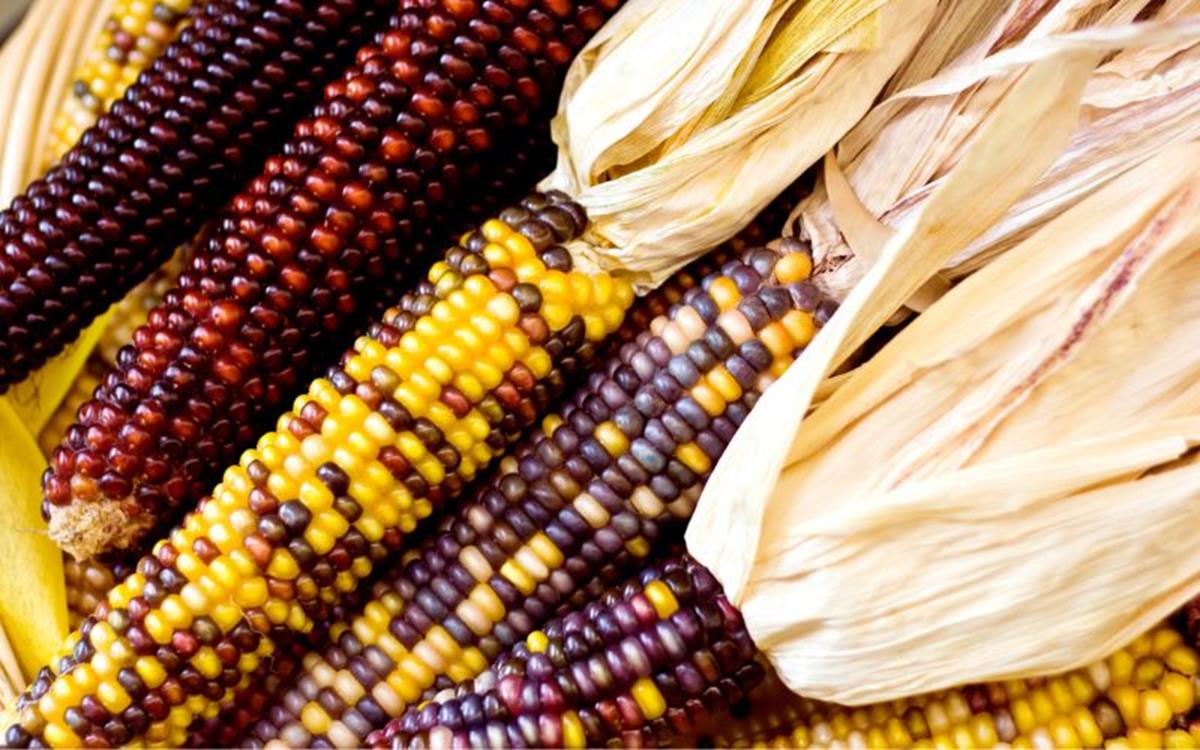 Sitting Bull College Awarded Indigenous Foodways Grant - image